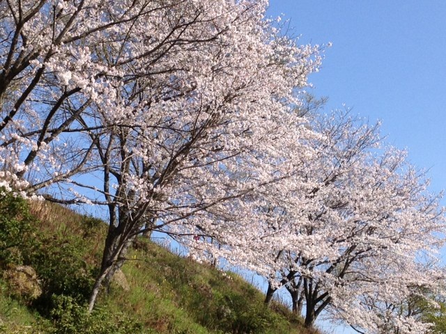 2013桜4