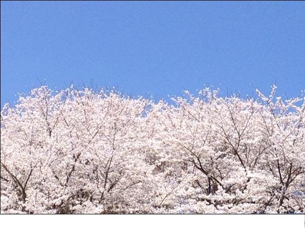 2012桜3