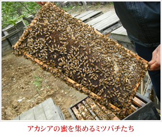 アカシアの蜜を集めるミツバチたち