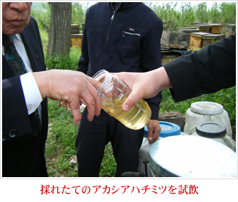 採れたてのアカシアハチミツを試飲