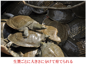 生簀ごとに大きさに分けて育てられる