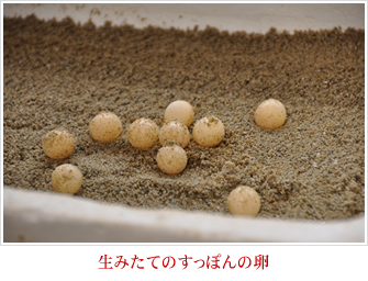 生みたてのすっぽんの卵