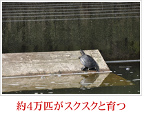 約4万匹がスクスクと育つ