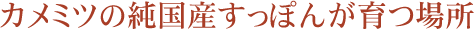 カメミツの純国産すっぽんが育つ場所
